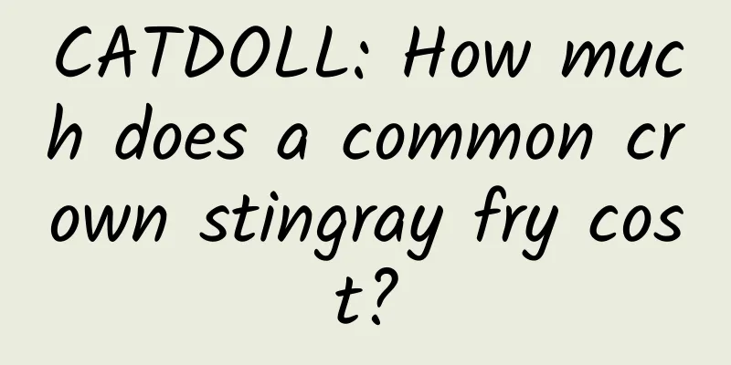 CATDOLL: How much does a common crown stingray fry cost?