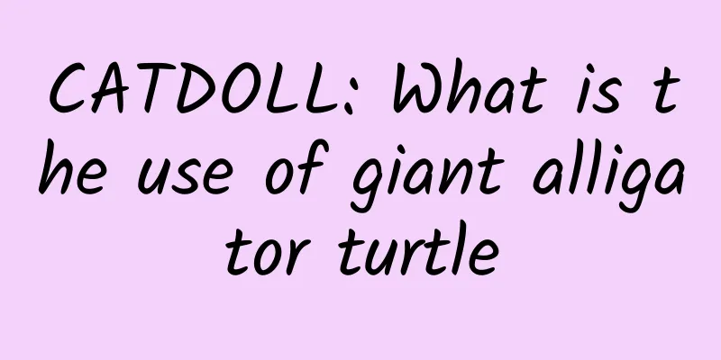 CATDOLL: What is the use of giant alligator turtle