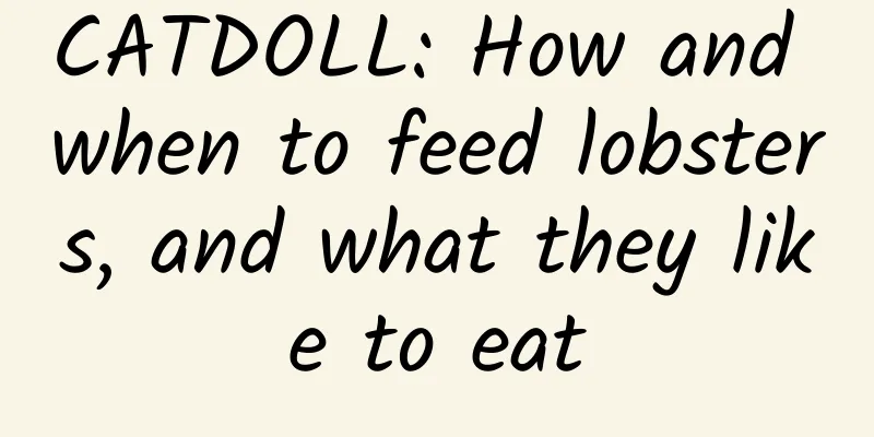 CATDOLL: How and when to feed lobsters, and what they like to eat