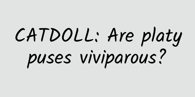 CATDOLL: Are platypuses viviparous?