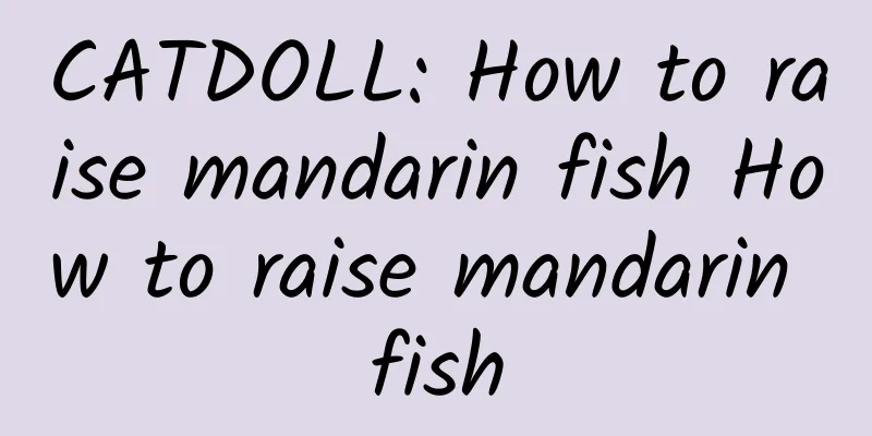 CATDOLL: How to raise mandarin fish How to raise mandarin fish