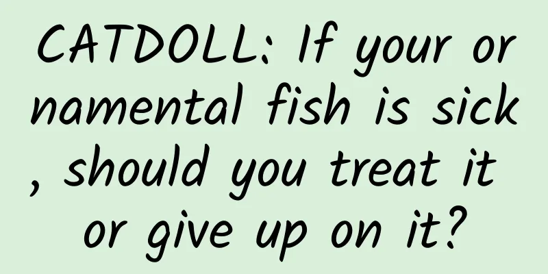 CATDOLL: If your ornamental fish is sick, should you treat it or give up on it?