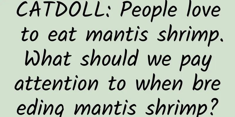 CATDOLL: People love to eat mantis shrimp. What should we pay attention to when breeding mantis shrimp?