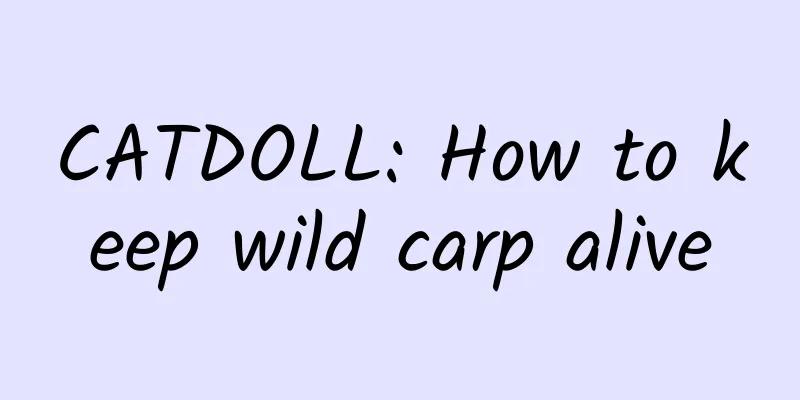 CATDOLL: How to keep wild carp alive
