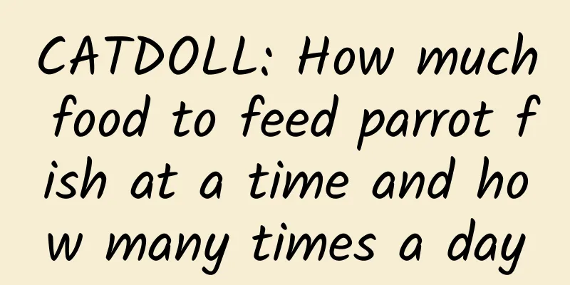 CATDOLL: How much food to feed parrot fish at a time and how many times a day