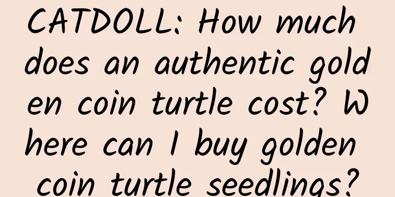 CATDOLL: How much does an authentic golden coin turtle cost? Where can I buy golden coin turtle seedlings?