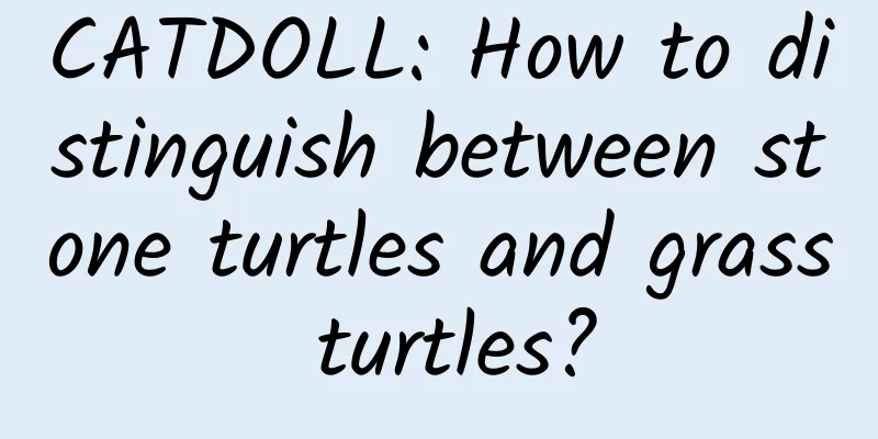 CATDOLL: How to distinguish between stone turtles and grass turtles?