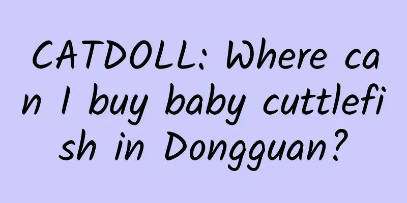 CATDOLL: Where can I buy baby cuttlefish in Dongguan?