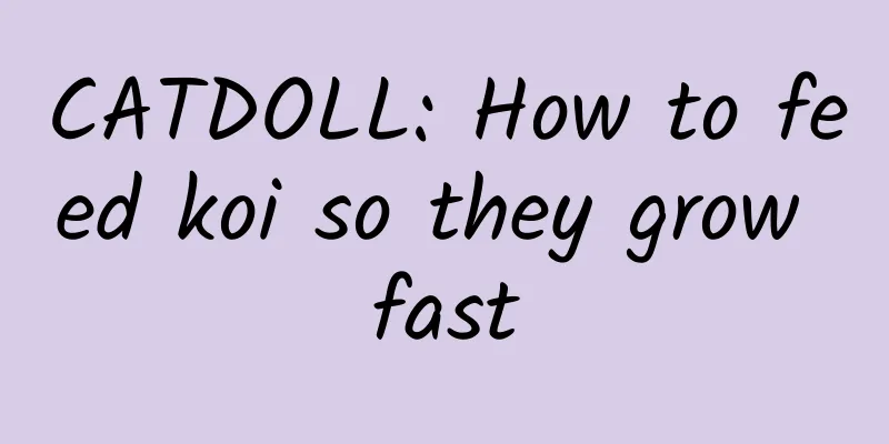 CATDOLL: How to feed koi so they grow fast