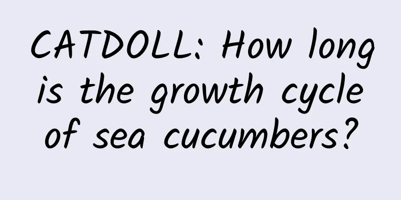 CATDOLL: How long is the growth cycle of sea cucumbers?