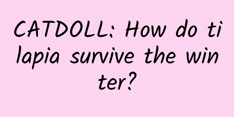 CATDOLL: How do tilapia survive the winter?