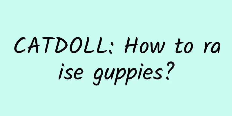 CATDOLL: How to raise guppies?