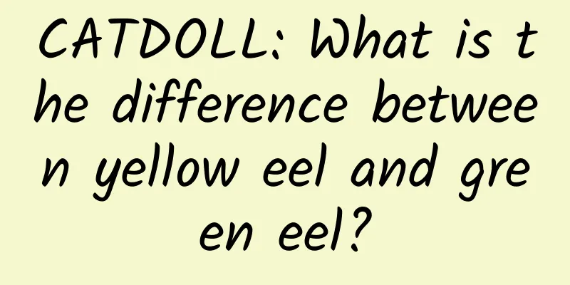 CATDOLL: What is the difference between yellow eel and green eel?