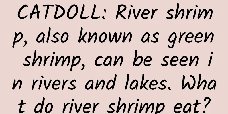 CATDOLL: River shrimp, also known as green shrimp, can be seen in rivers and lakes. What do river shrimp eat?