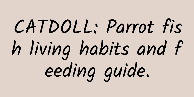 CATDOLL: Parrot fish living habits and feeding guide.