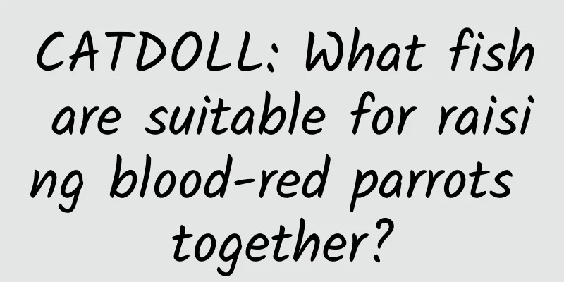CATDOLL: What fish are suitable for raising blood-red parrots together?