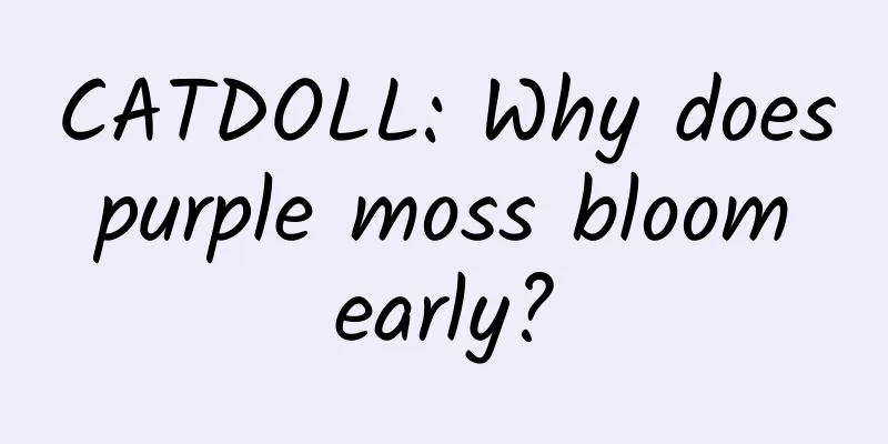 CATDOLL: Why does purple moss bloom early?