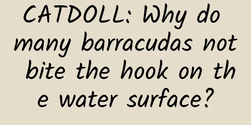 CATDOLL: Why do many barracudas not bite the hook on the water surface?