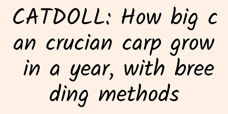 CATDOLL: How big can crucian carp grow in a year, with breeding methods