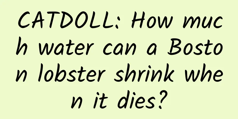 CATDOLL: How much water can a Boston lobster shrink when it dies?