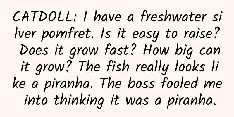 CATDOLL: I have a freshwater silver pomfret. Is it easy to raise? Does it grow fast? How big can it grow? The fish really looks like a piranha. The boss fooled me into thinking it was a piranha.