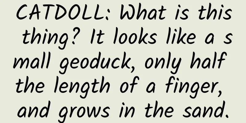 CATDOLL: What is this thing? It looks like a small geoduck, only half the length of a finger, and grows in the sand.