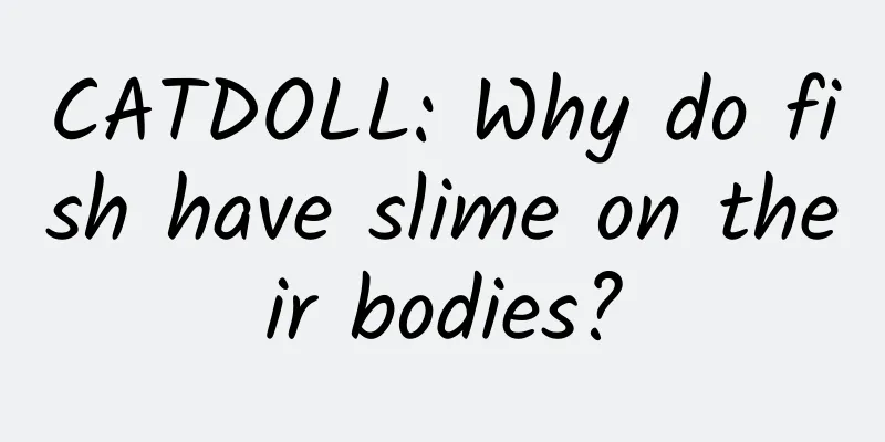 CATDOLL: Why do fish have slime on their bodies?