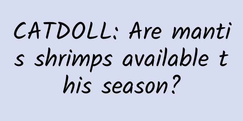 CATDOLL: Are mantis shrimps available this season?