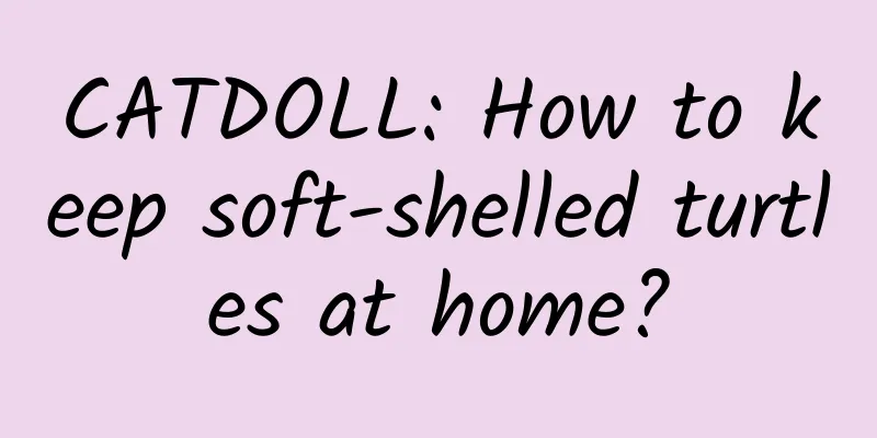 CATDOLL: How to keep soft-shelled turtles at home?