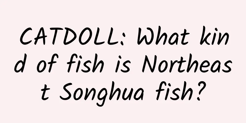 CATDOLL: What kind of fish is Northeast Songhua fish?