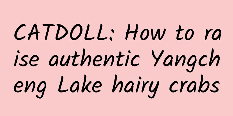 CATDOLL: How to raise authentic Yangcheng Lake hairy crabs