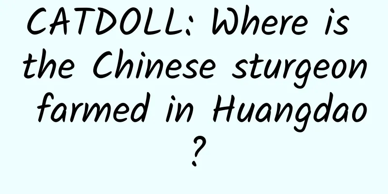 CATDOLL: Where is the Chinese sturgeon farmed in Huangdao?