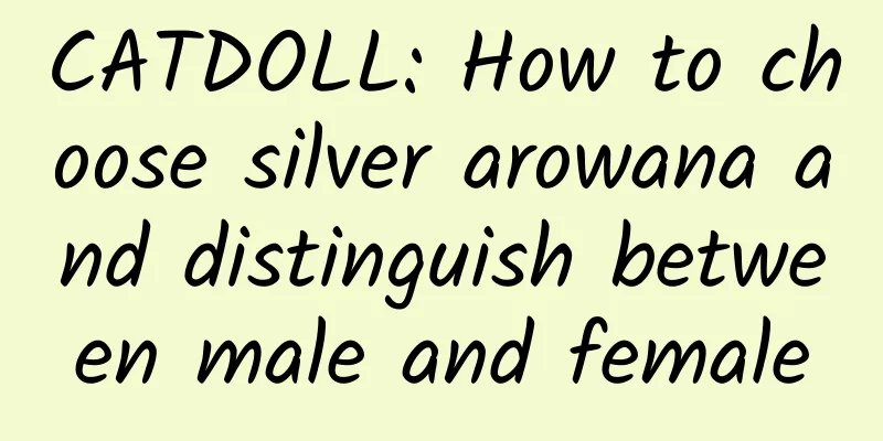 CATDOLL: How to choose silver arowana and distinguish between male and female