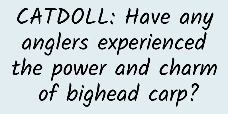 CATDOLL: Have any anglers experienced the power and charm of bighead carp?
