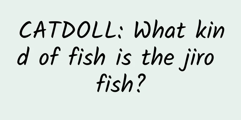 CATDOLL: What kind of fish is the jiro fish?