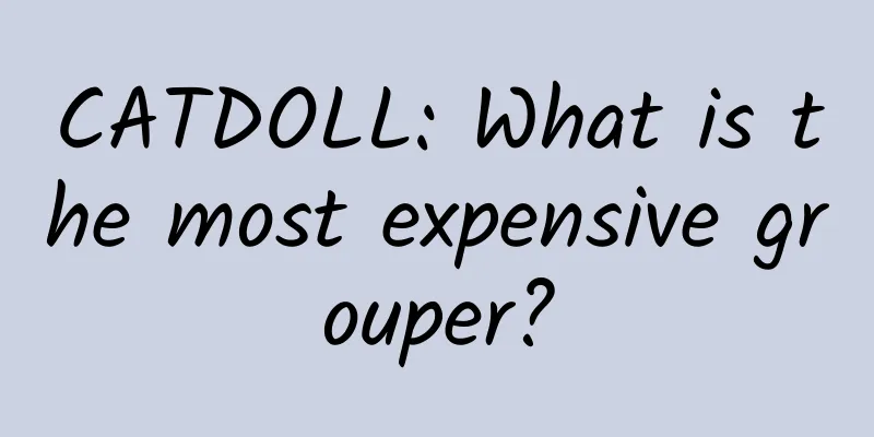 CATDOLL: What is the most expensive grouper?