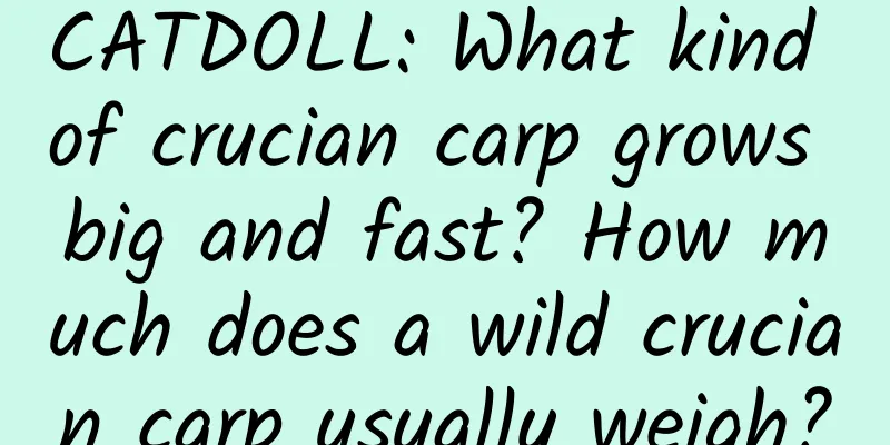 CATDOLL: What kind of crucian carp grows big and fast? How much does a wild crucian carp usually weigh?