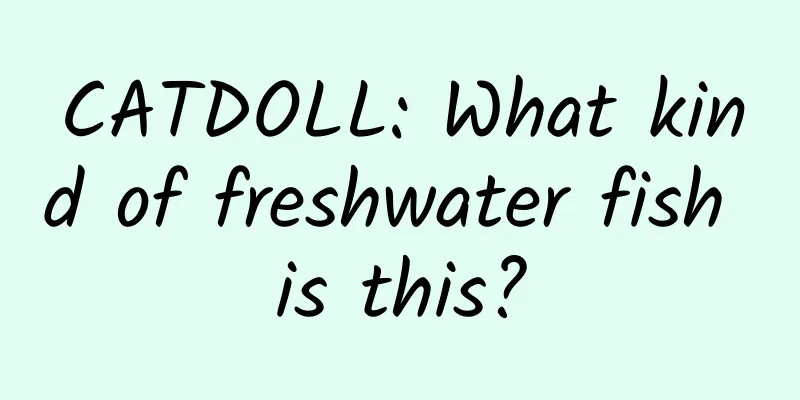 CATDOLL: What kind of freshwater fish is this?