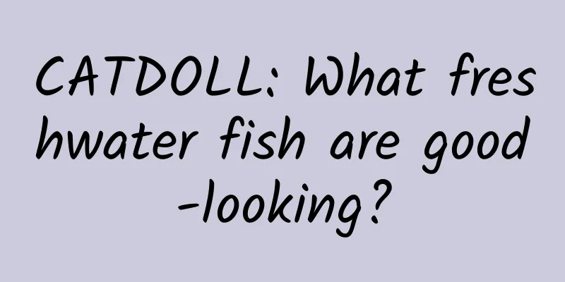 CATDOLL: What freshwater fish are good-looking?