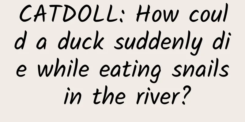 CATDOLL: How could a duck suddenly die while eating snails in the river?