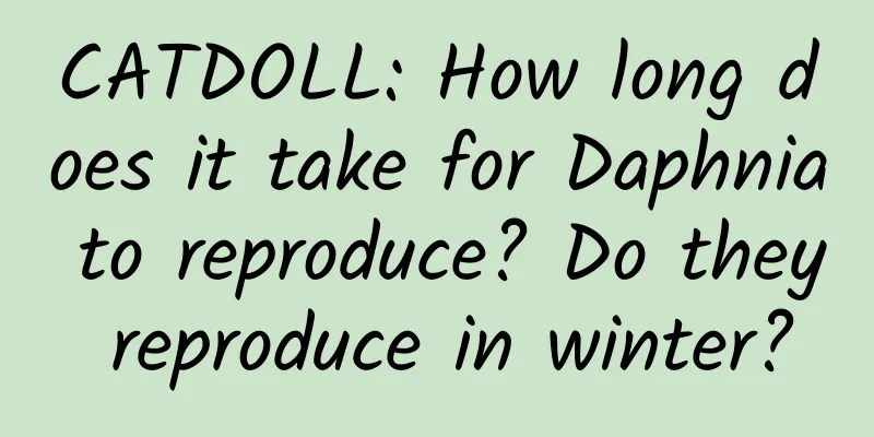 CATDOLL: How long does it take for Daphnia to reproduce? Do they reproduce in winter?