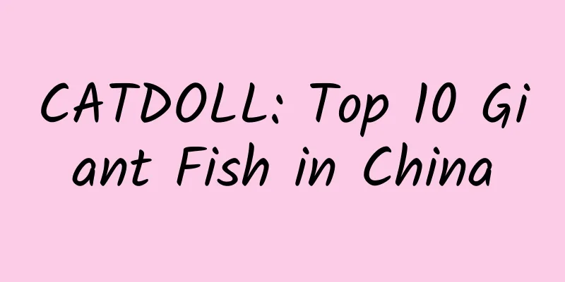 CATDOLL: Top 10 Giant Fish in China