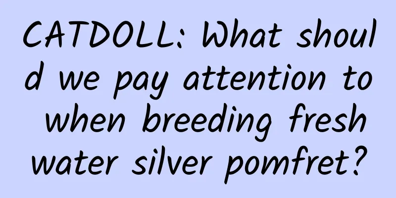 CATDOLL: What should we pay attention to when breeding freshwater silver pomfret?