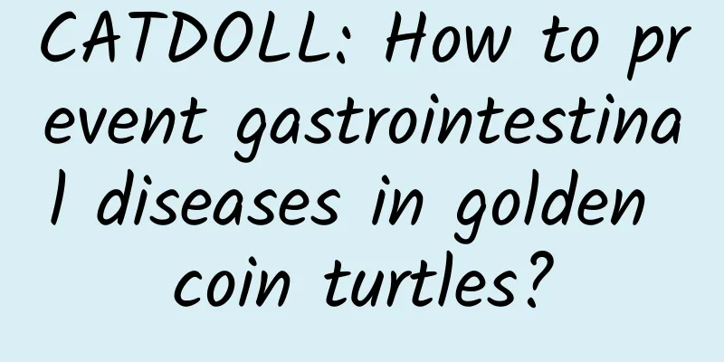 CATDOLL: How to prevent gastrointestinal diseases in golden coin turtles?
