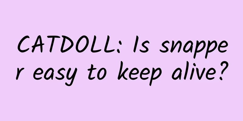 CATDOLL: Is snapper easy to keep alive?