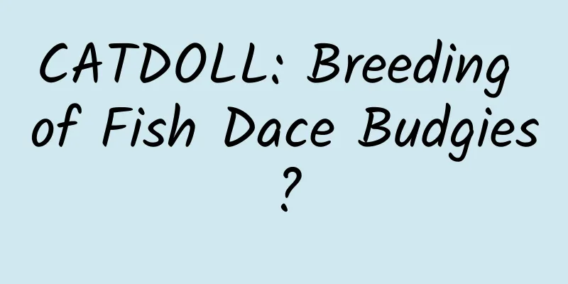 CATDOLL: Breeding of Fish Dace Budgies?