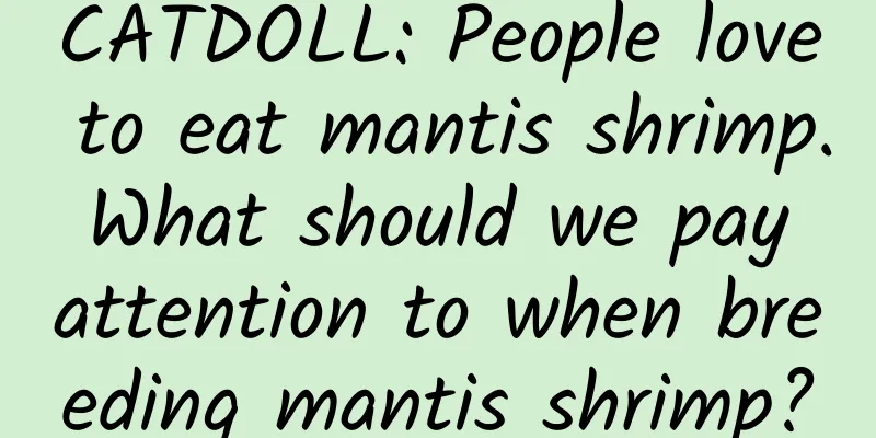 CATDOLL: People love to eat mantis shrimp. What should we pay attention to when breeding mantis shrimp?