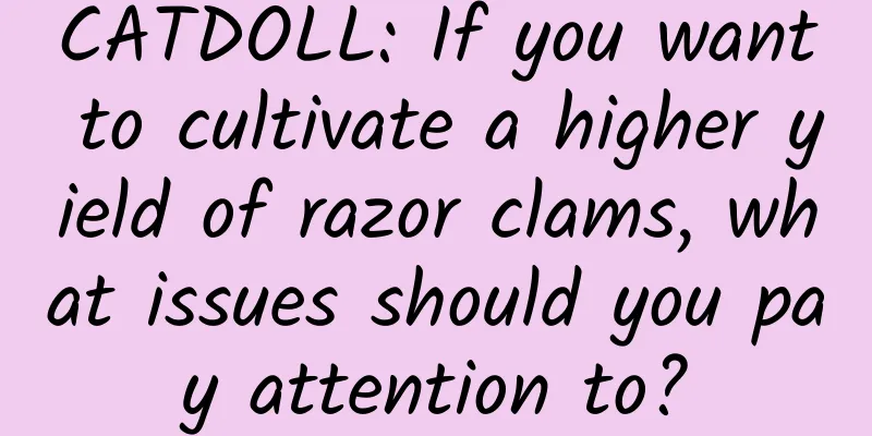 CATDOLL: If you want to cultivate a higher yield of razor clams, what issues should you pay attention to?