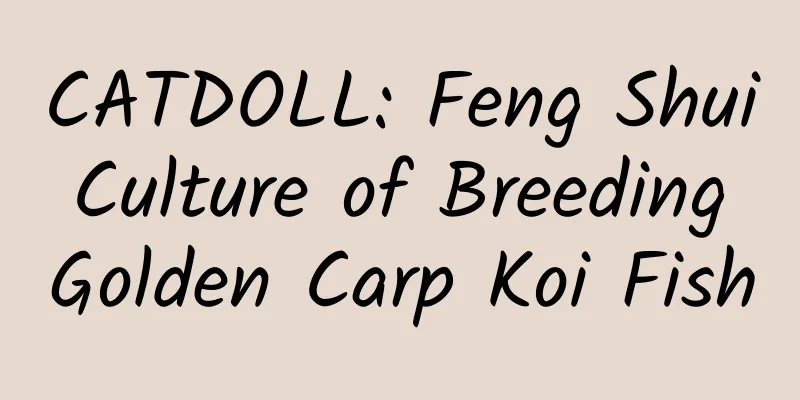 CATDOLL: Feng Shui Culture of Breeding Golden Carp Koi Fish