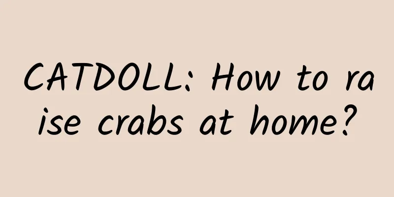 CATDOLL: How to raise crabs at home?